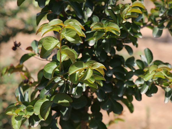 美國紅火箭紫薇