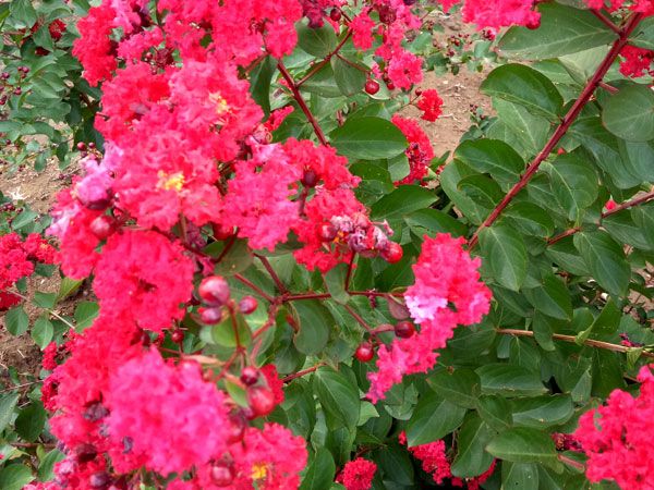 美國紅火箭紫薇