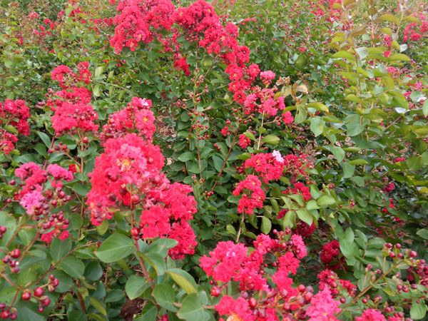 美國紅火箭紫薇