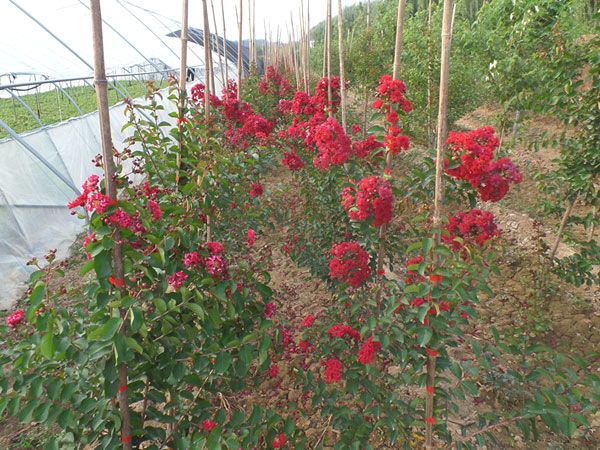 美國(guó)紅火箭紫薇