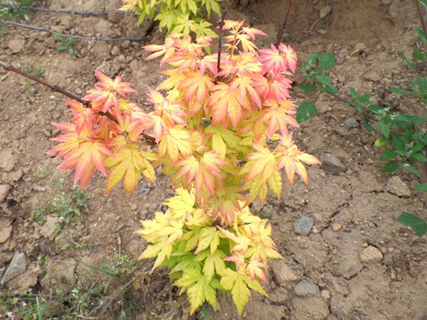 橙之夢(mèng)黃金楓