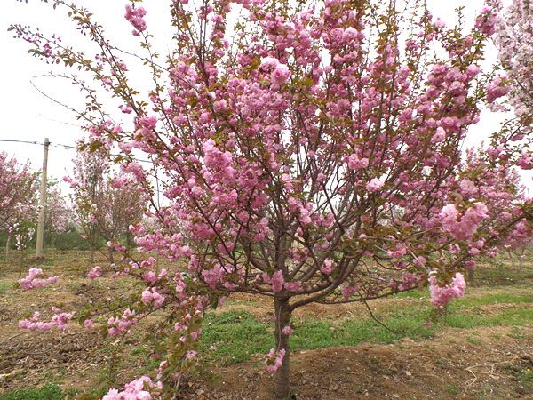 苗木種植土壤改良有哪些方法？