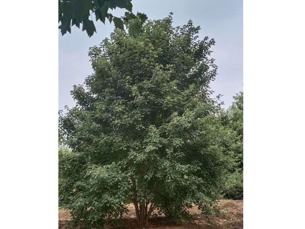 叢生紅點(diǎn)紅楓