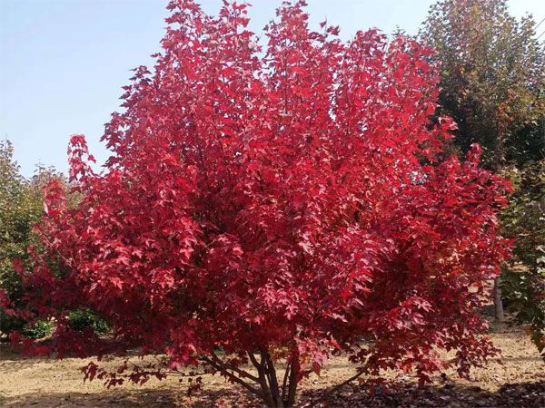 叢生紅點(diǎn)紅楓