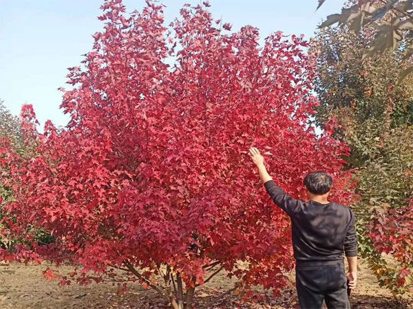 叢生紅點(diǎn)紅楓