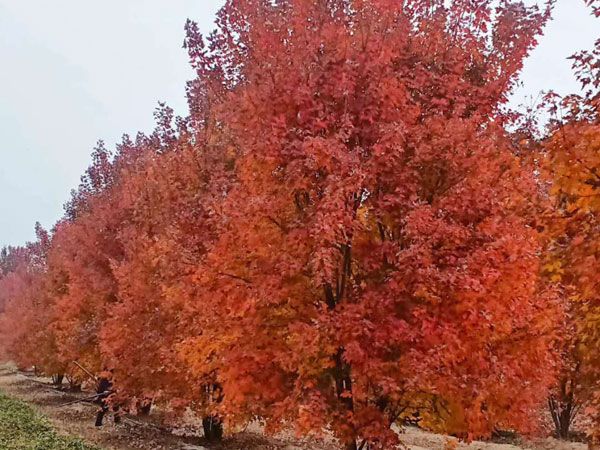 叢生紅點(diǎn)紅楓