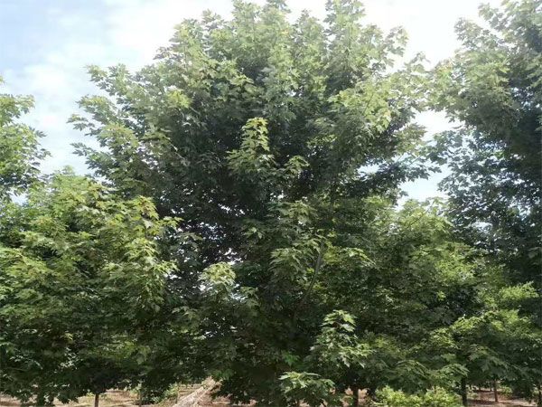 美國紅楓秋火焰