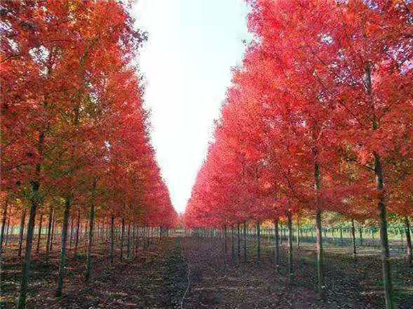 美國紅點(diǎn)紅楓