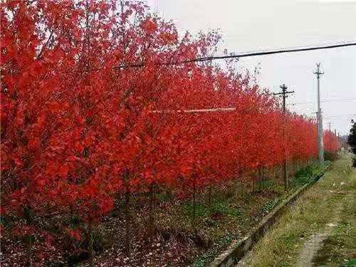 美國紅點(diǎn)紅楓