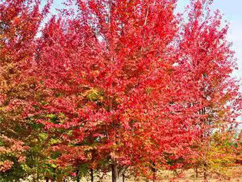 美國(guó)紅點(diǎn)紅楓